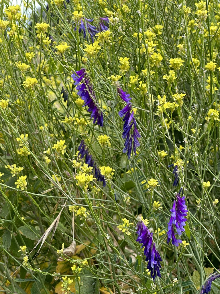 Mustard and Vetch by shutterbug49