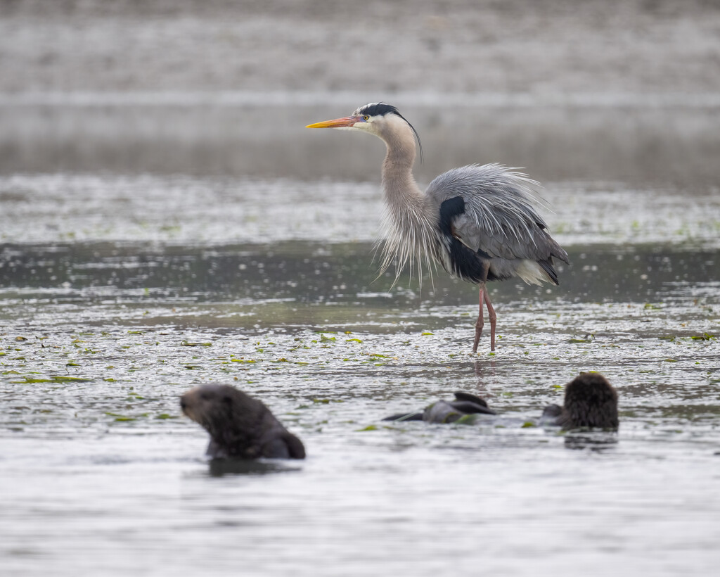 Elkhorn Slough by nicoleweg