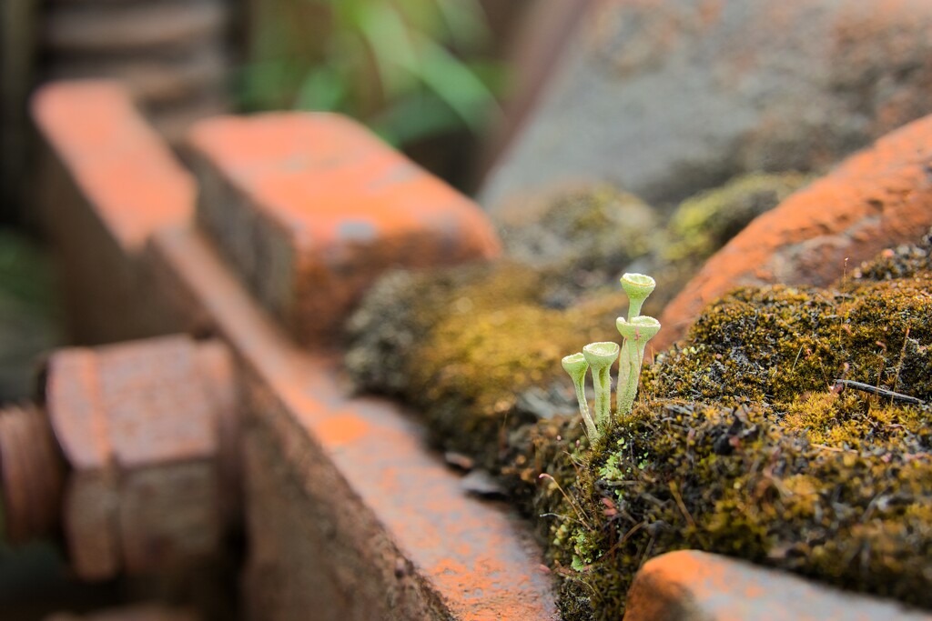 Moss and lichen on old tram by okvalle