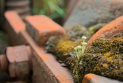 19th Jun 2023 - Moss and lichen on old tram