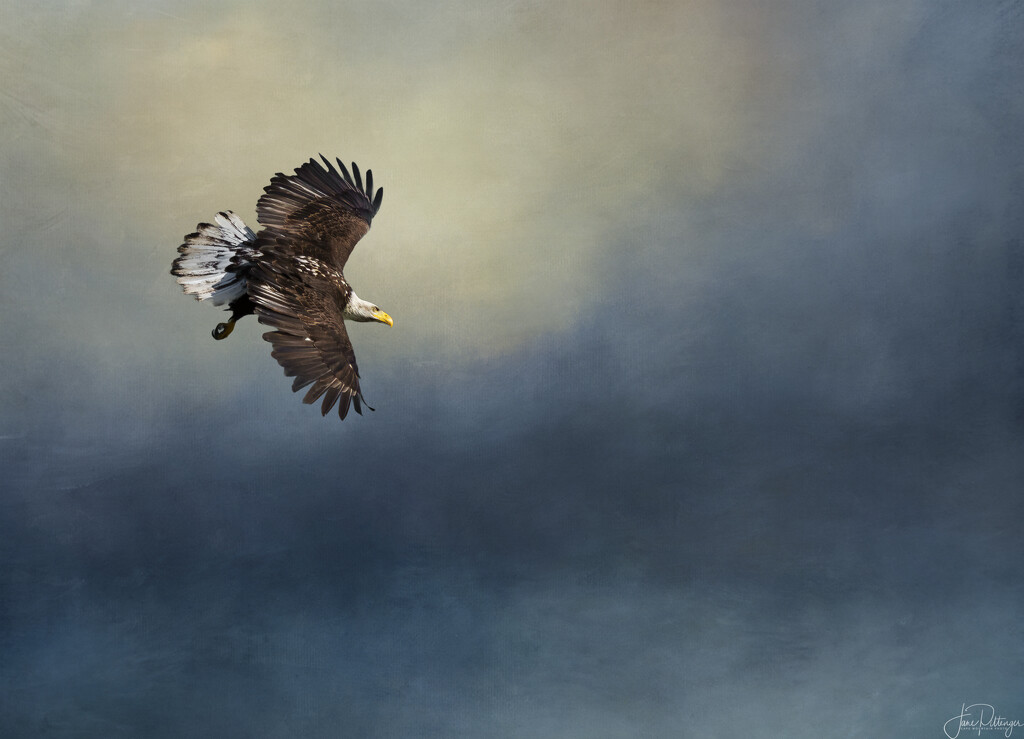 Eagle and Texture by jgpittenger