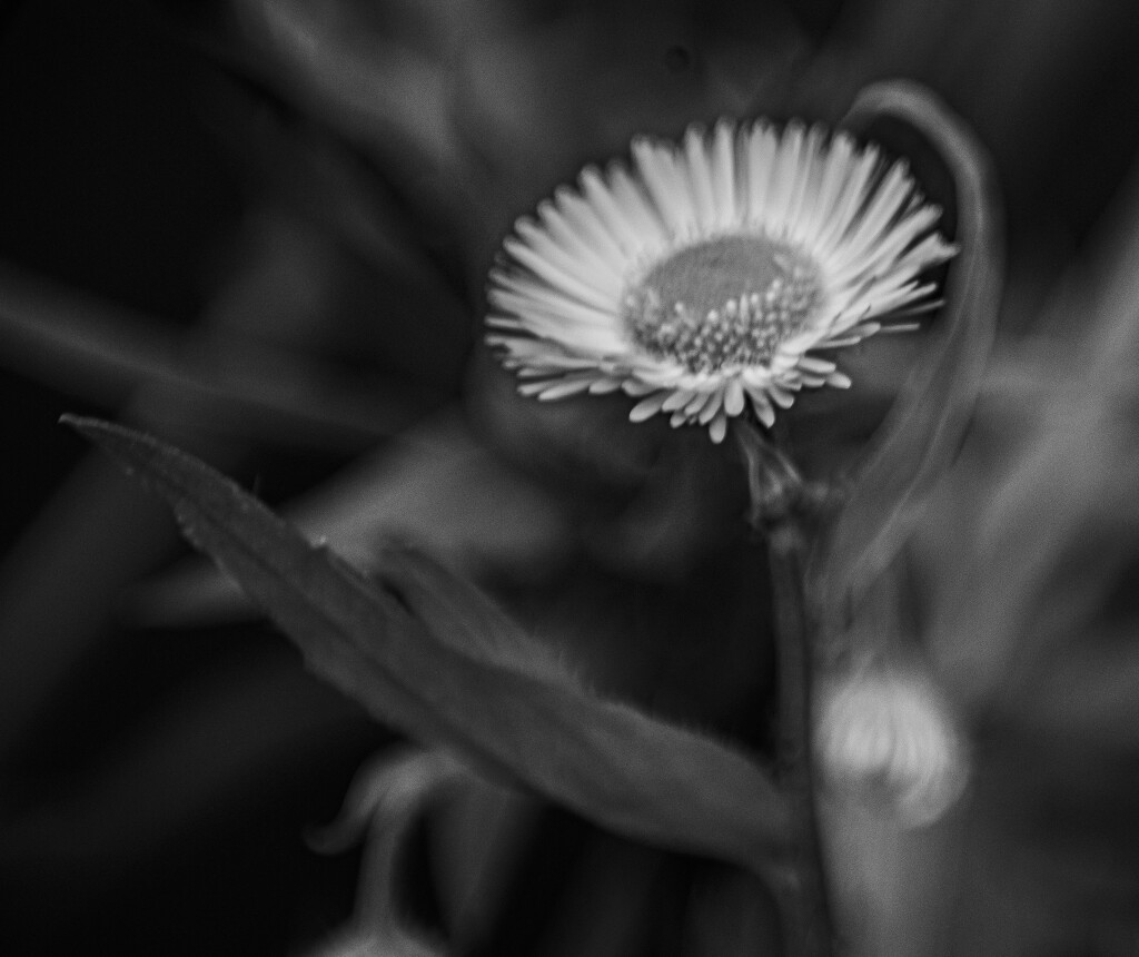 fleabane by darchibald