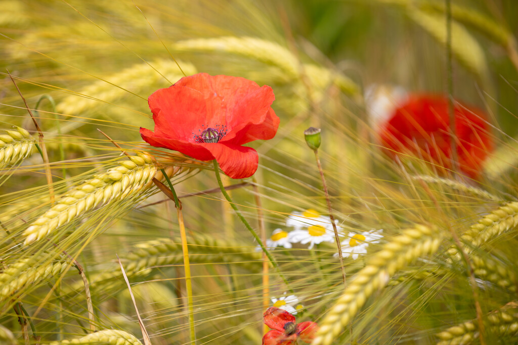 Poppies amongst the crops by carole_sandford