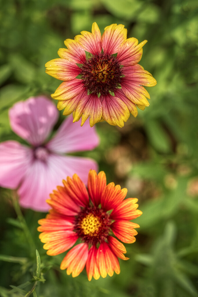 Same Flower Different Colors by kvphoto