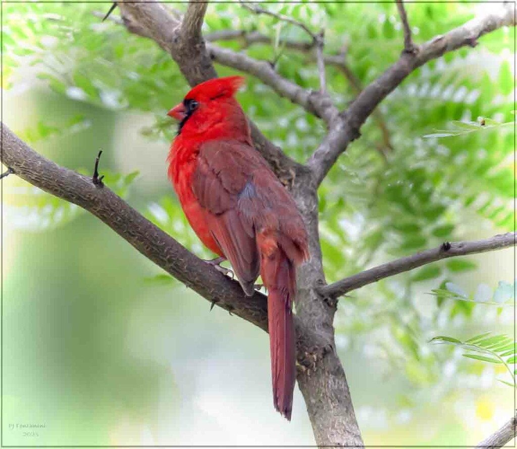 Red Bird by bluemoon