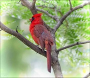 17th Jun 2023 - Red Bird