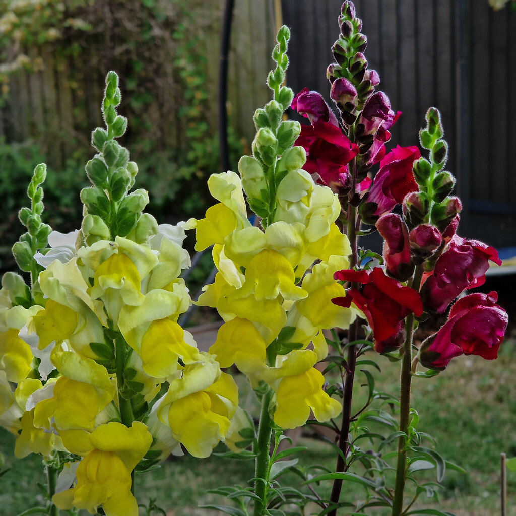 Snap dragons by andyharrisonphotos