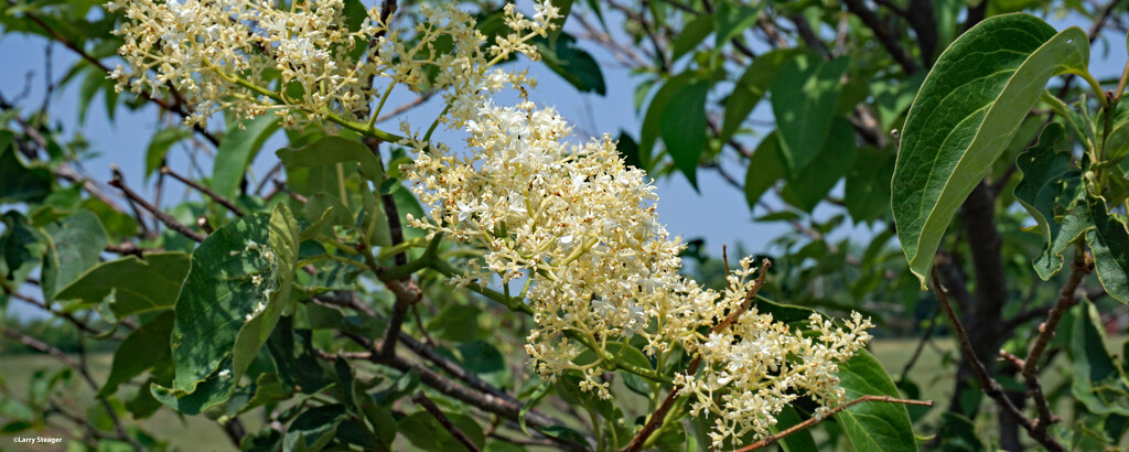 Closeup tree bloom by larrysphotos