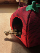 19th Jun 2023 - Hiding in his Strawberry Bed