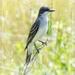 Eastern Kingbird by bluemoon