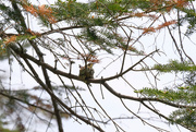 6th Jun 2023 - Hummingbird on her Nest