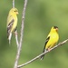 Goldfinch Couple by paintdipper