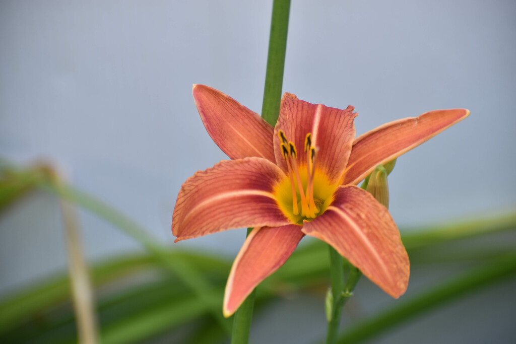 First Day Lily Of Summer 2023 by bjywamer