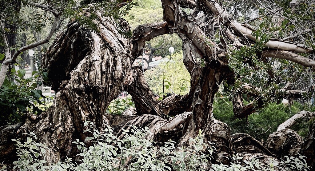 Twisted and Gnarled  by tinker_maniac