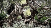19th Jun 2023 - Twisted and Gnarled 