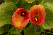 16th Jun 2023 - Calla Lilies