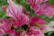 17th Jun 2023 - Caladium