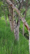 19th Jun 2023 - Cottonwood Trees