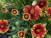 19th Jun 2023 - Indian Blankets Blooming Brightly