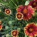 Indian Blankets Blooming Brightly by eahopp
