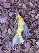 19th Jun 2023 - Dead little bird