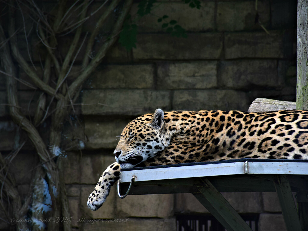 jaguar by summerfield