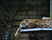 19th Jun 2023 - jaguar