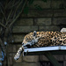 jaguar by summerfield