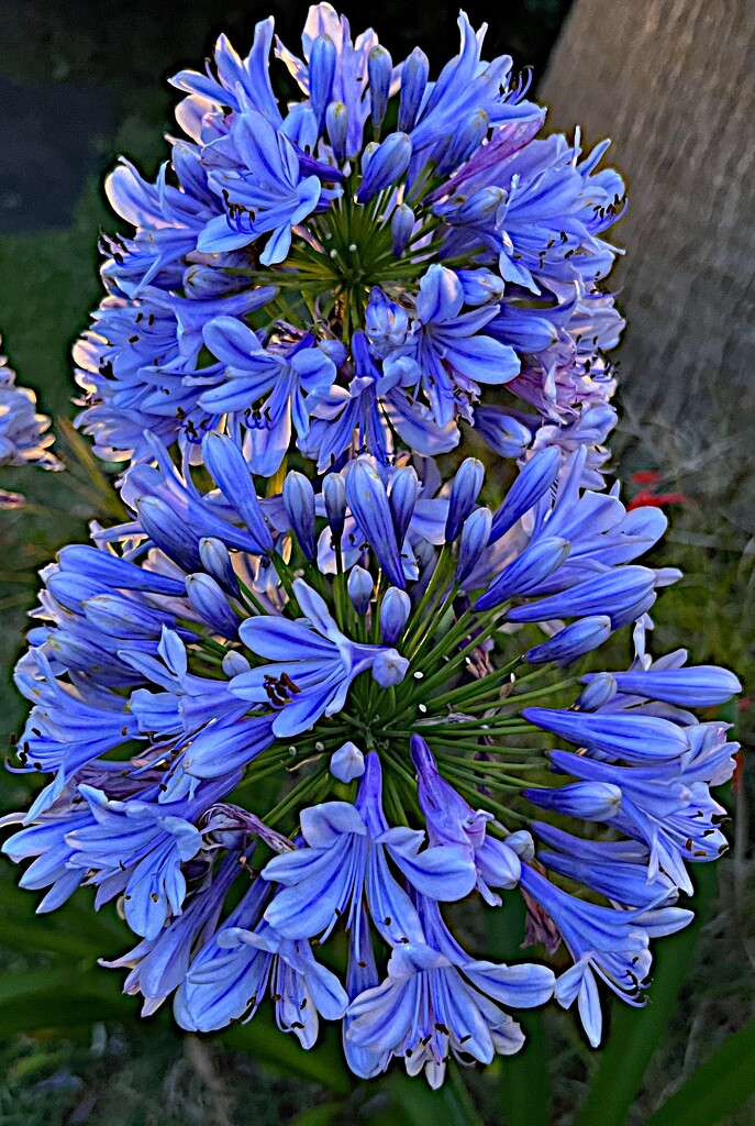 Agapanthus (Nile blue lily) by congaree