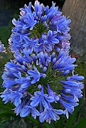 20th Jun 2023 - Agapanthus (Nile blue lily)