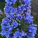 Agapanthus (Nile blue lily) by congaree