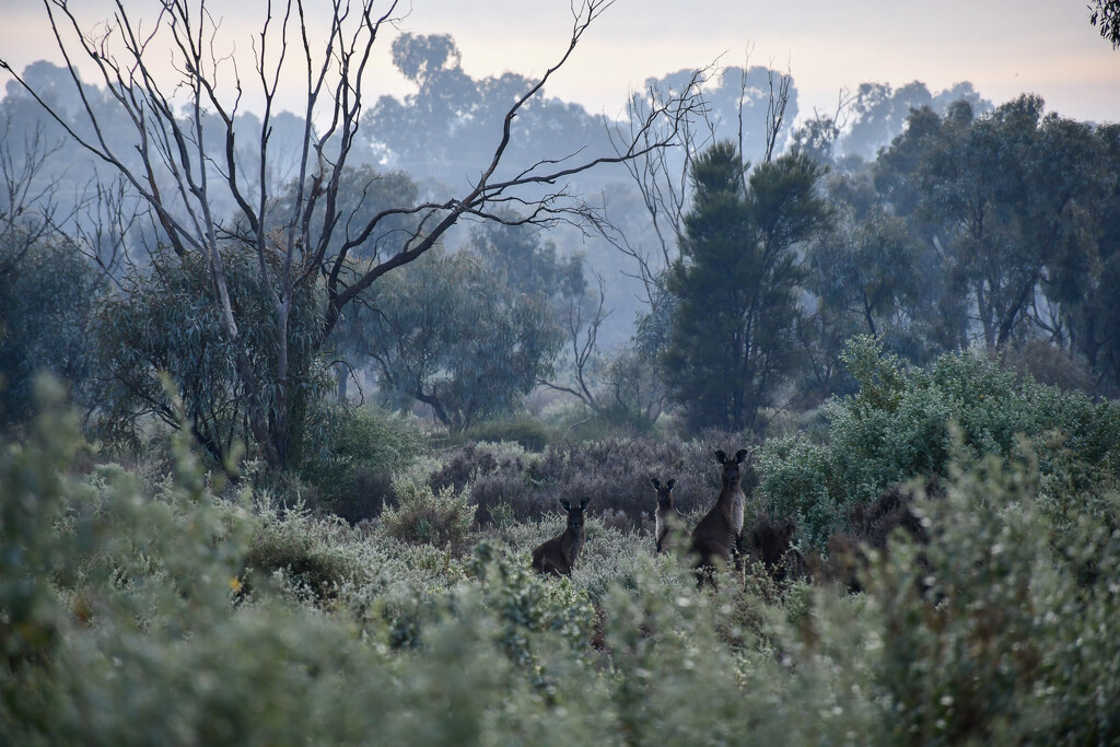 Eastern Grey Kangaroos by nannasgotitgoingon