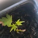 Baby Acer :) by newbank