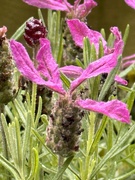 20th Jun 2023 - French Lavender