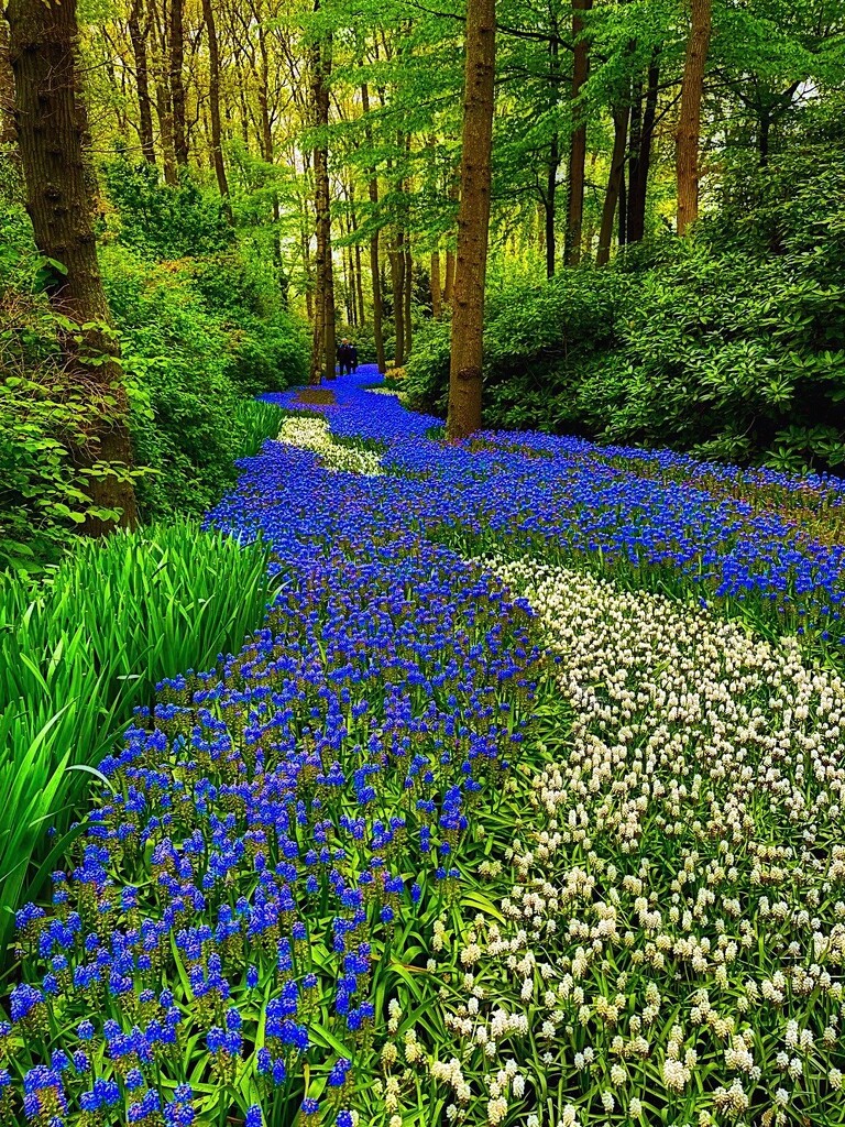 Heavenly Blue by gardenfolk