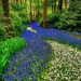 Heavenly Blue by gardenfolk