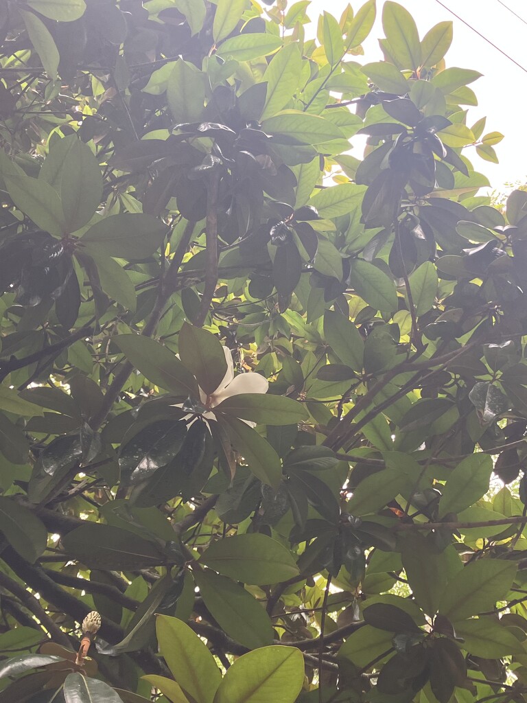 Magnolia in Bloom by gratitudeyear