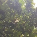 Magnolia in Bloom by gratitudeyear