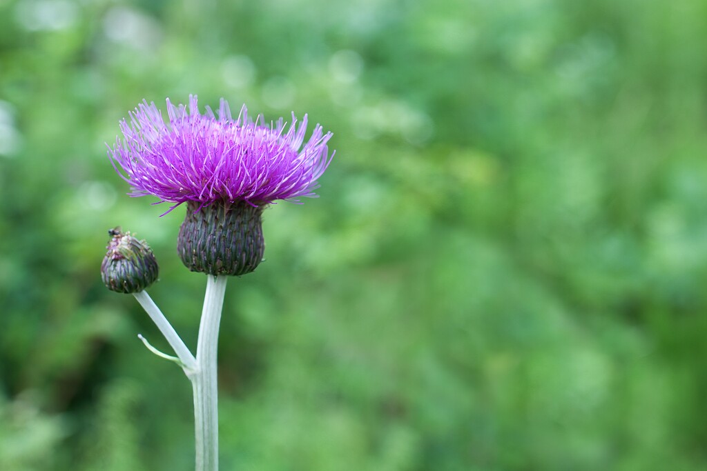 Thistle by okvalle