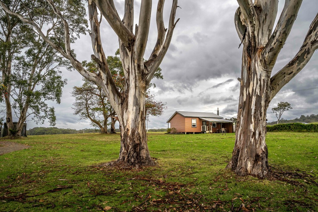 A home among the gum trees by pusspup