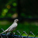 Grey Catbird by corinnec