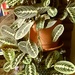 Maranatha plant. by grace55