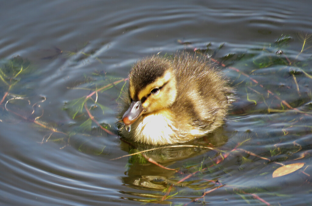 Tiny Duckling by seattlite