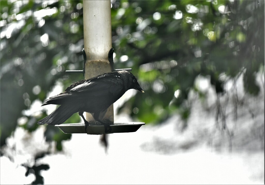 The jackdaw now feeds regularly by rosiekind