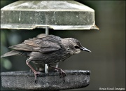 20th Jun 2023 - The mended mealworm feeder