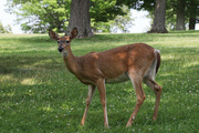 20th Jun 2023 - A deer