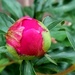 Peony by stownsend