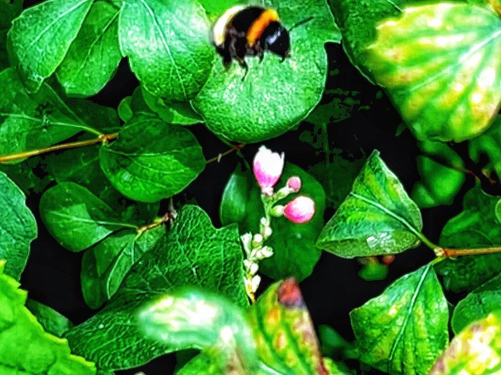 Pollinate (26) by rensala