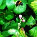 Pollinate (26) by rensala