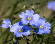 19th Jun 2023 - flax